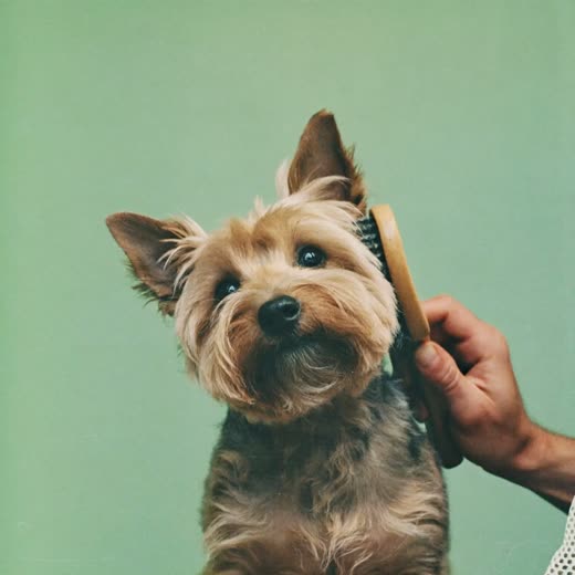 A terrier being brushed out during a grooming session